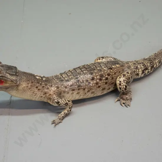 taxidermy small crocodile L-410