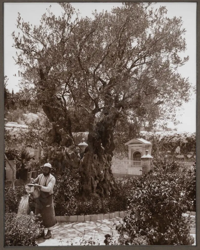 framed vintage photograph - Middle Eastern scene? H-280 W-220 Image 1++