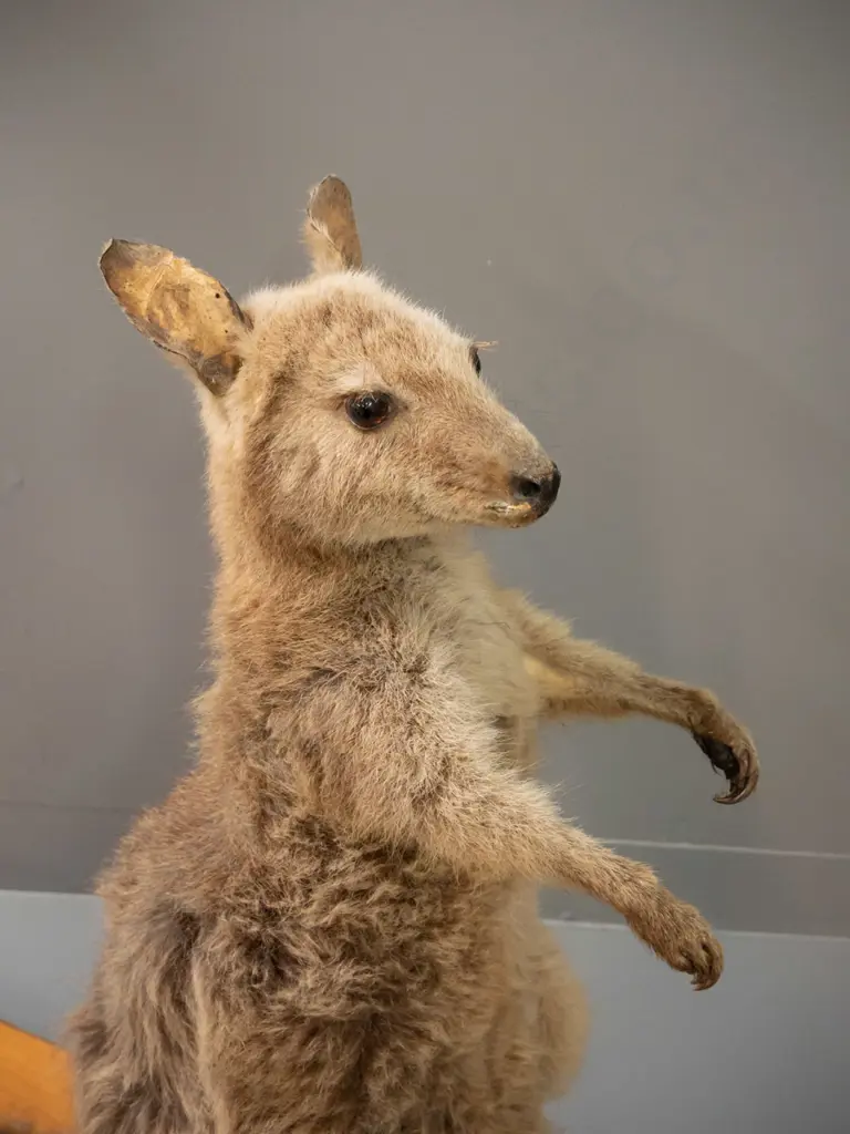 taxidermy wallaby on rimu base - some fading and wear to fur around ears H-660 L-750 Image 1++