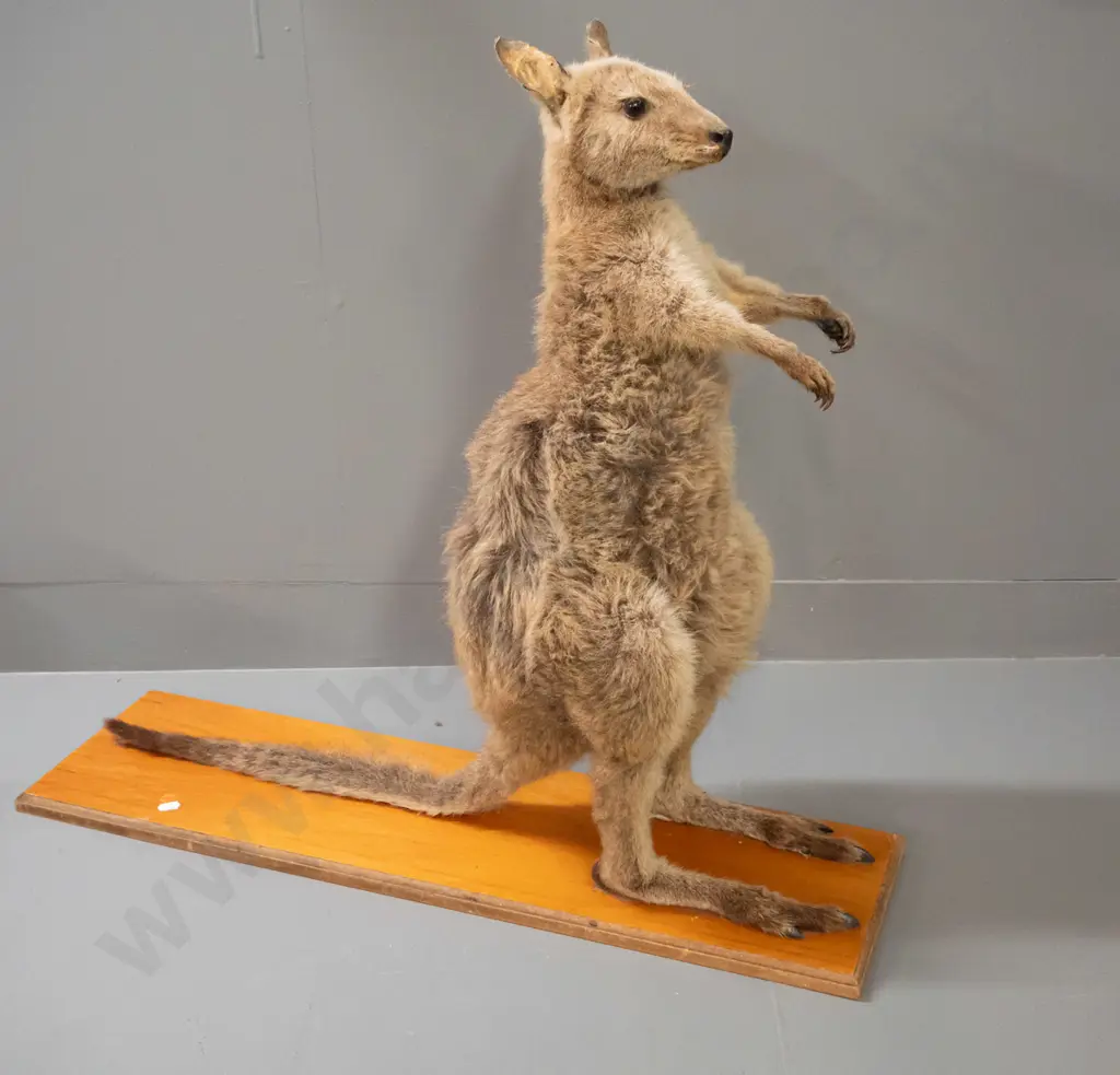 taxidermy wallaby on rimu base - some fading and wear to fur around ears H-660 L-750 Image 1++