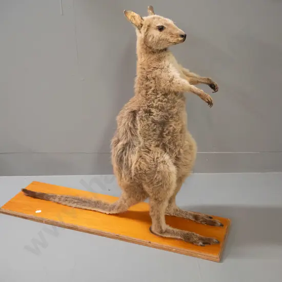 taxidermy wallaby on rimu base - some fading and wear to fur around ears H-660 L-750
