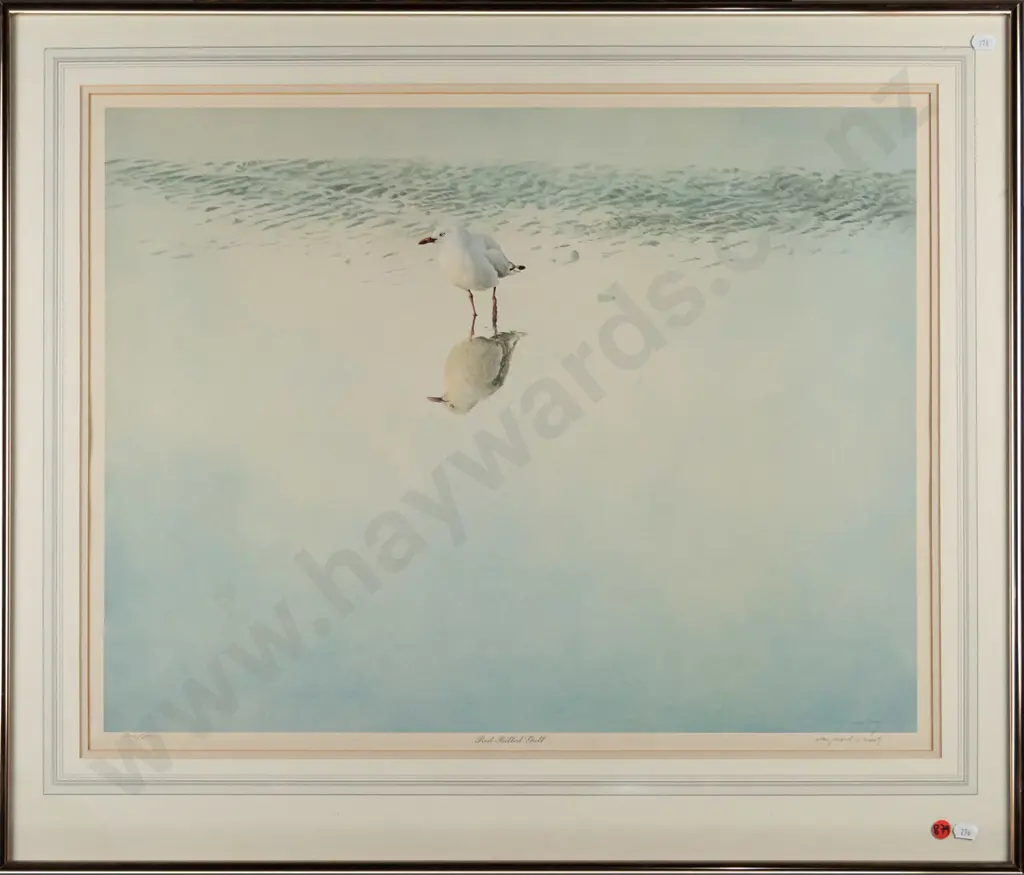 framed signed Raymond Ching ltd edition print 202/850 "Red Billed Gull" H-460  W-600 Image 1++