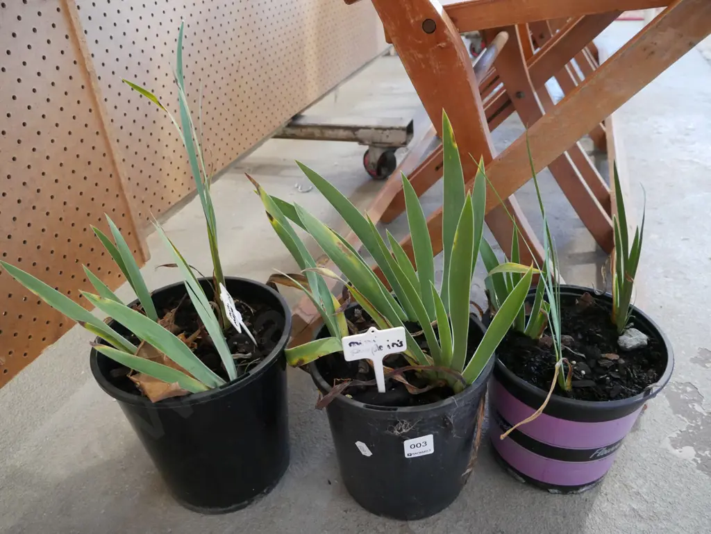 3x potted mini purple irises Image 1++
