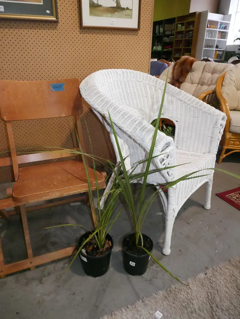 2x potted cabbage trees Image 1++