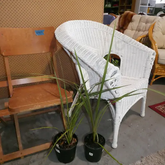 2x potted cabbage trees