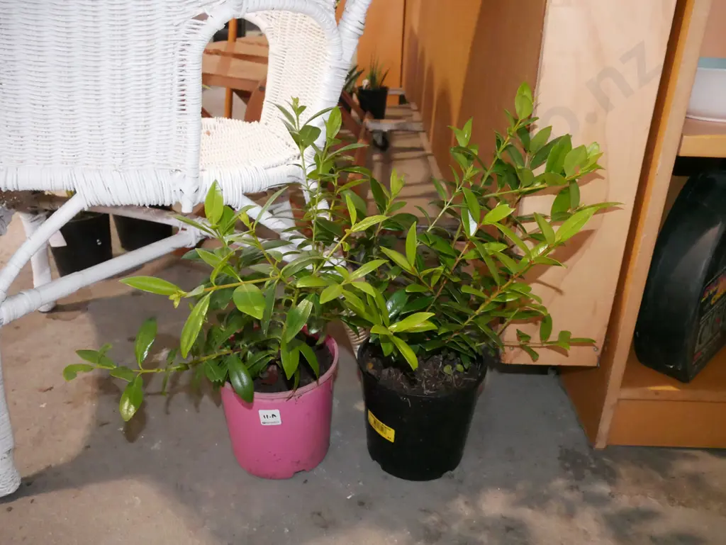2x potted pohutukawa Image 1++
