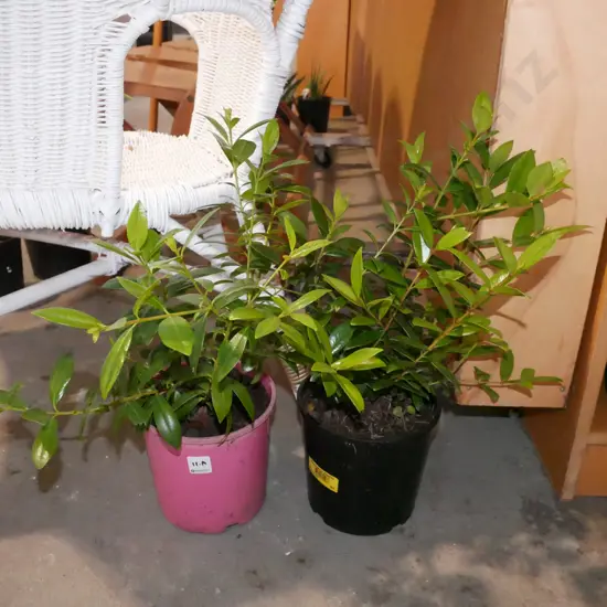 2x potted pohutukawa