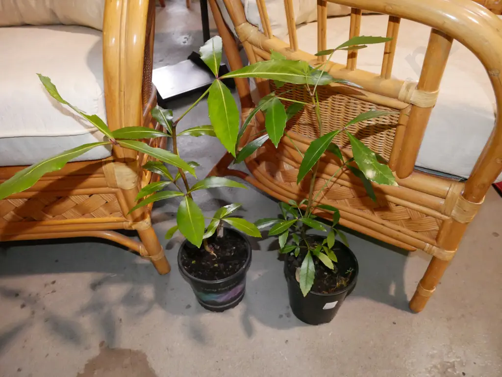 2x potted pseudopanax Image 1++
