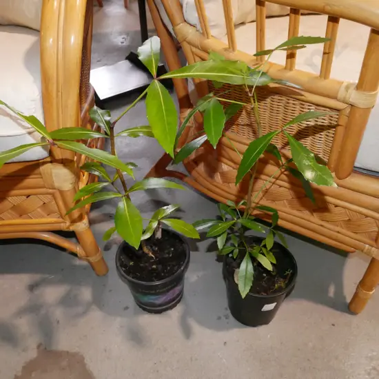 2x potted pseudopanax