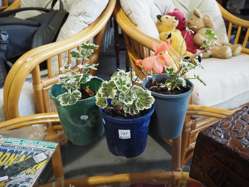 3x potted geraniums Image 1++