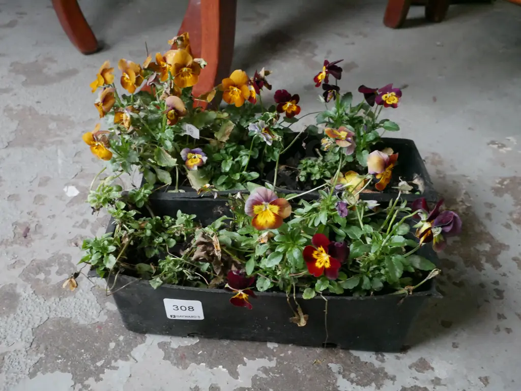 2x potted pansies Image 1++