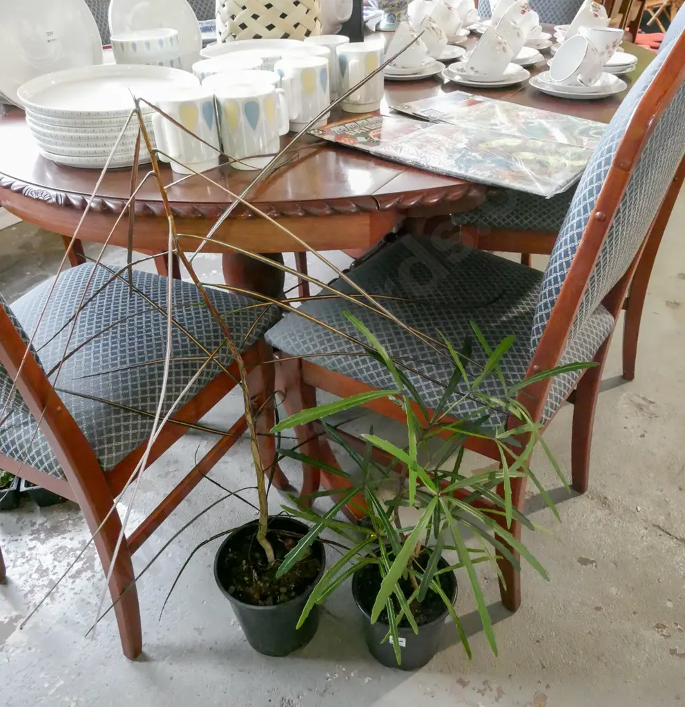 2x potted lancewoods Image 1++