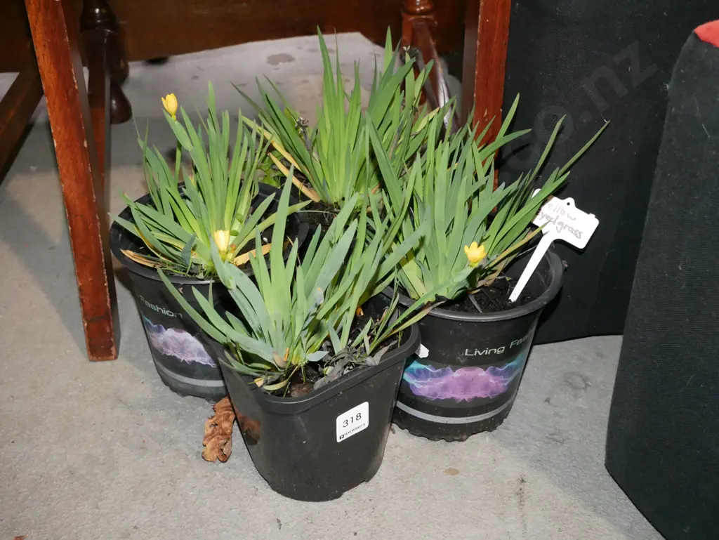 4x yellow eyed grasses Image 1++