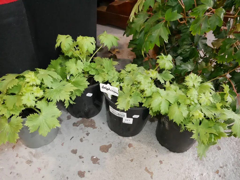 4x potted delphiniums Image 1++