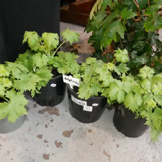 4x potted delphiniums