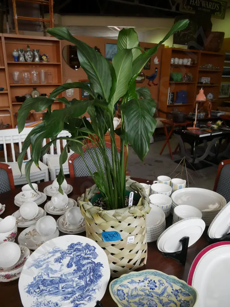 peace lily in plastic planter in woven flax basket Image 1++