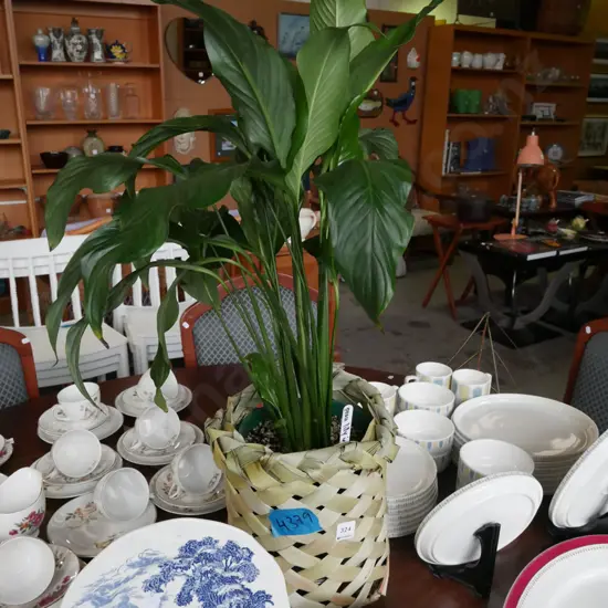 peace lily in plastic planter in woven flax basket