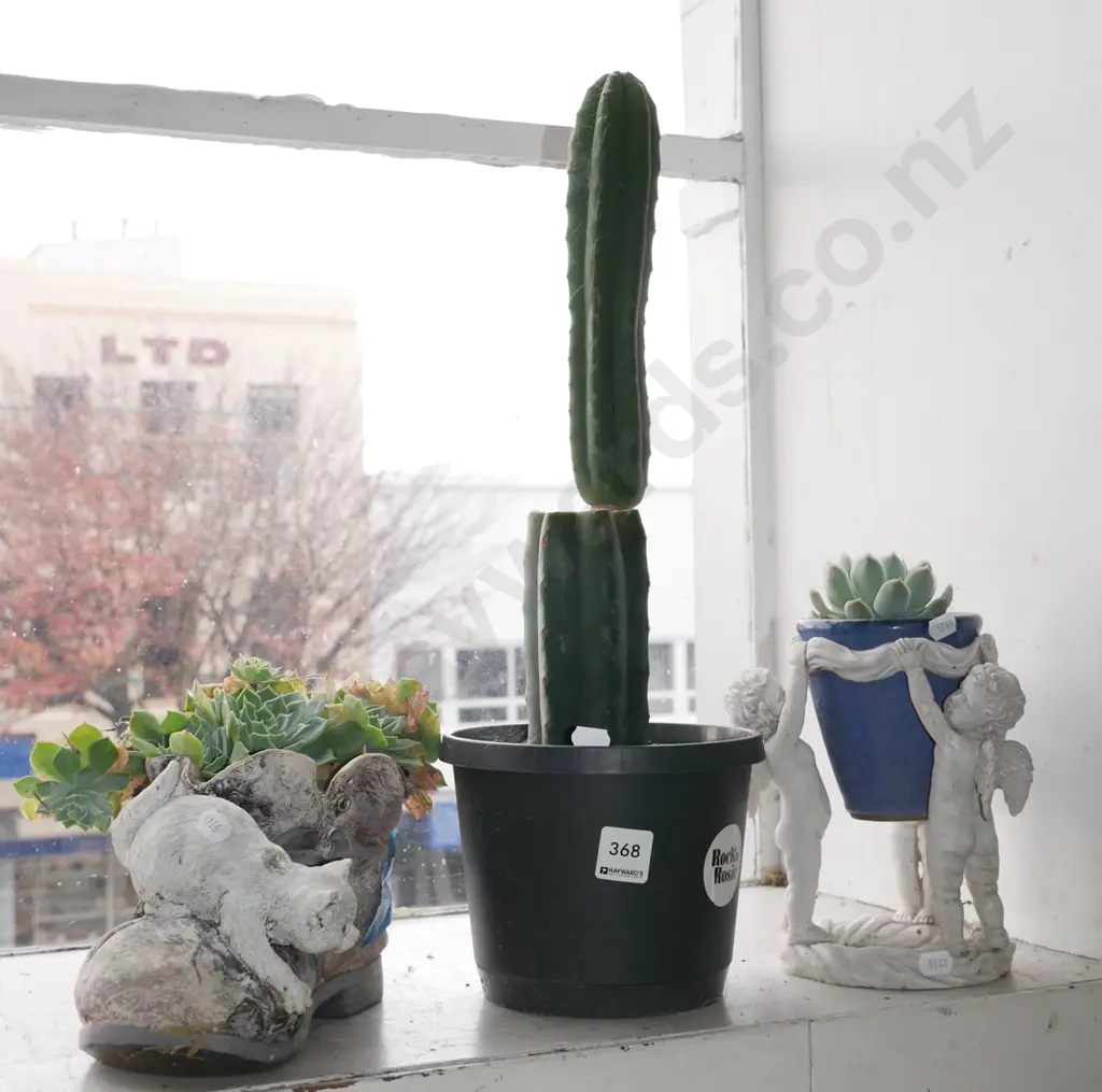 succulent in novelty planters, cacti Image 1++