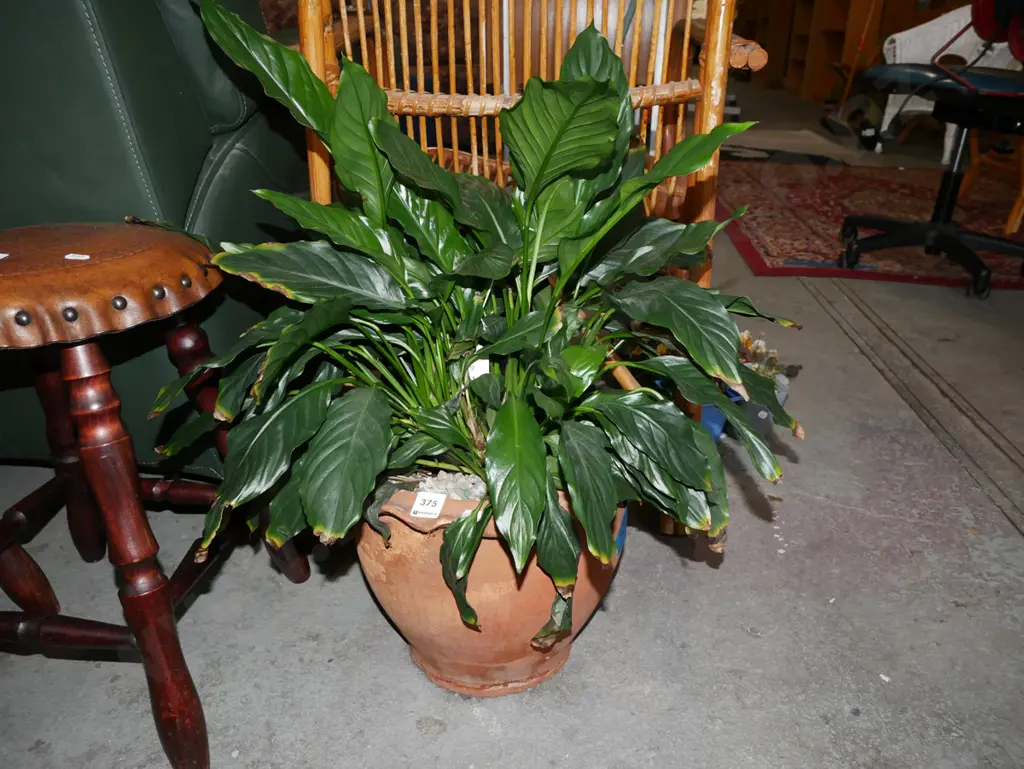 peace lily in terracotta planter Image 1++