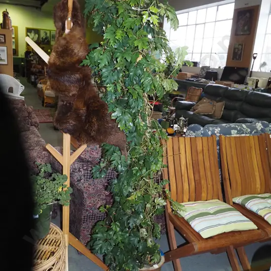 tall potted indoor plant H-1800