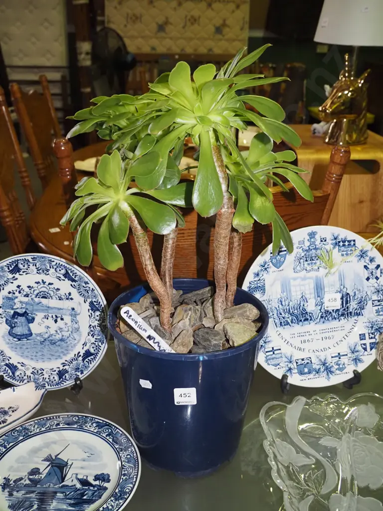 potted aeonium succulent Image 1++