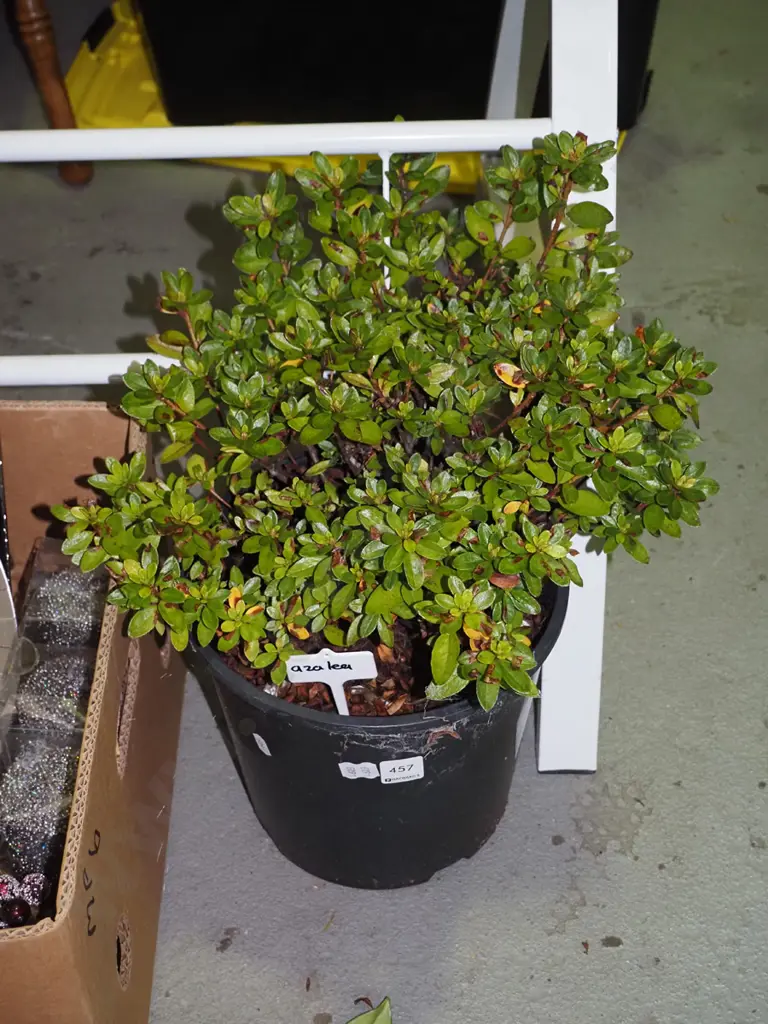potted azalea Image 1++