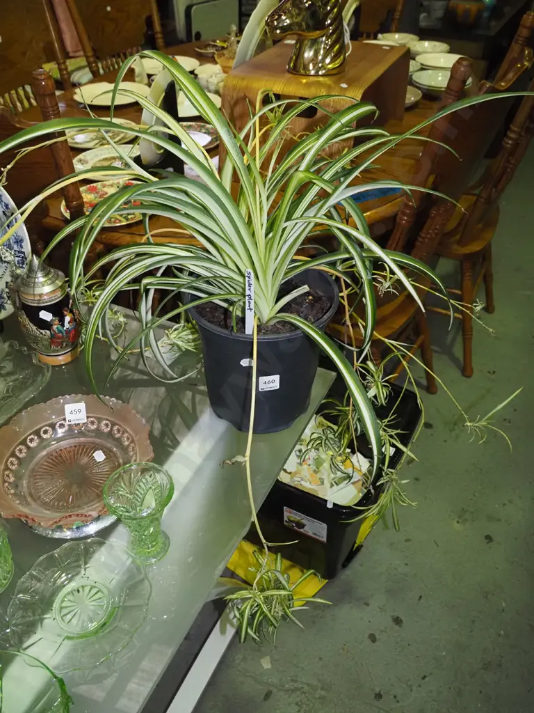 potted spiderwort Image 1++