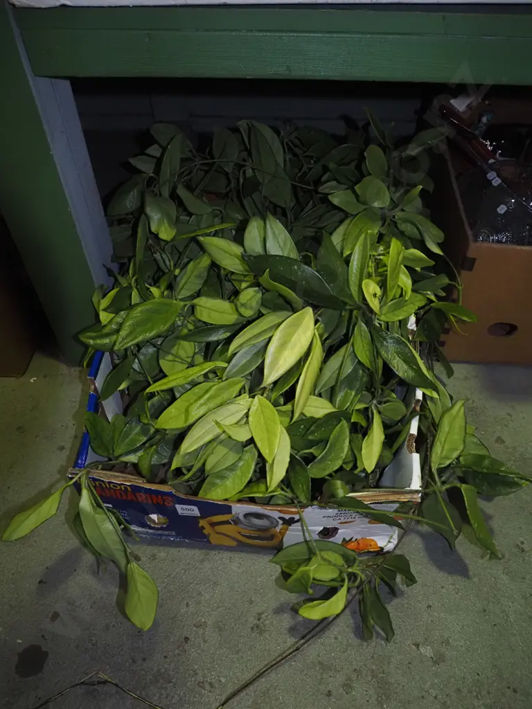 very large hoya carnosa in box Image 1++