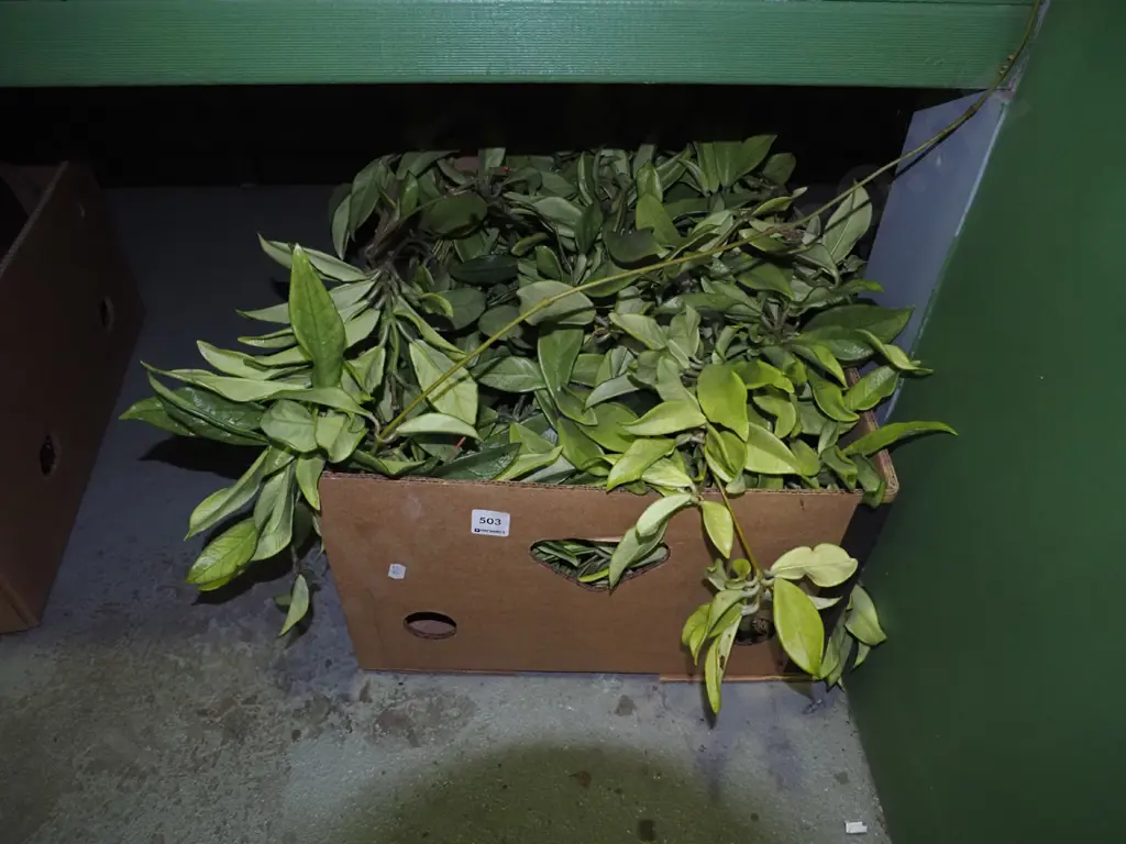 very large hoya carnosa in box Image 1++