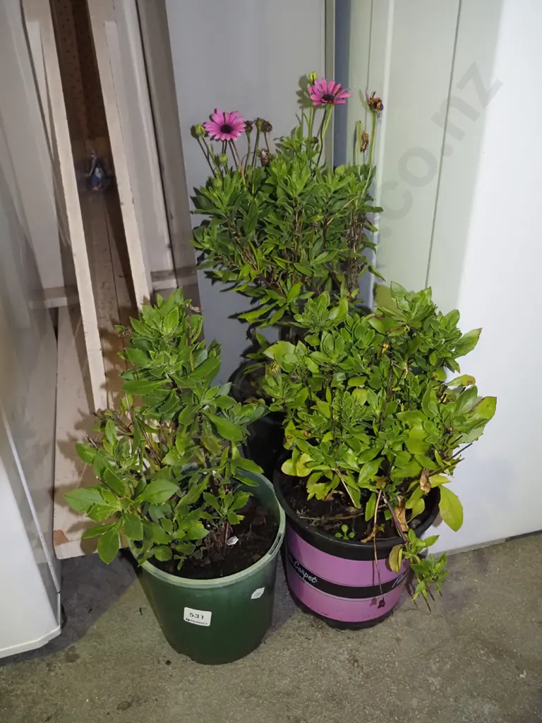 3x potted osteospermum Image 1++