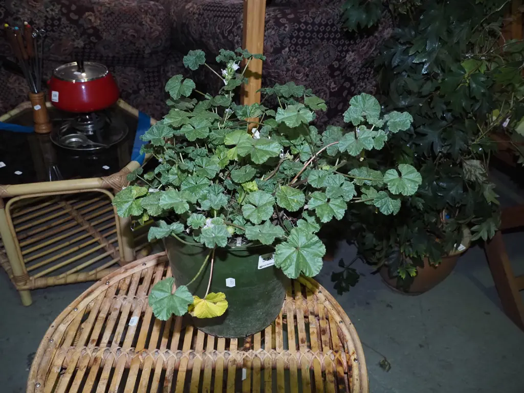 potted ground cover Image 1++