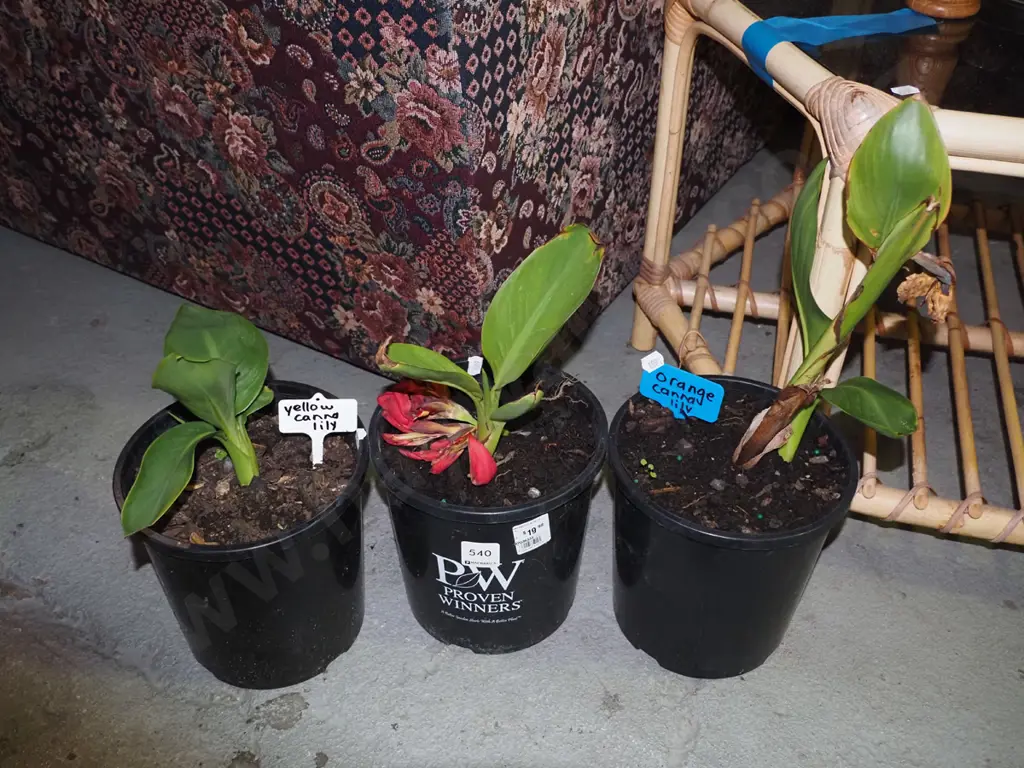 3x potted canna lillies Image 1++