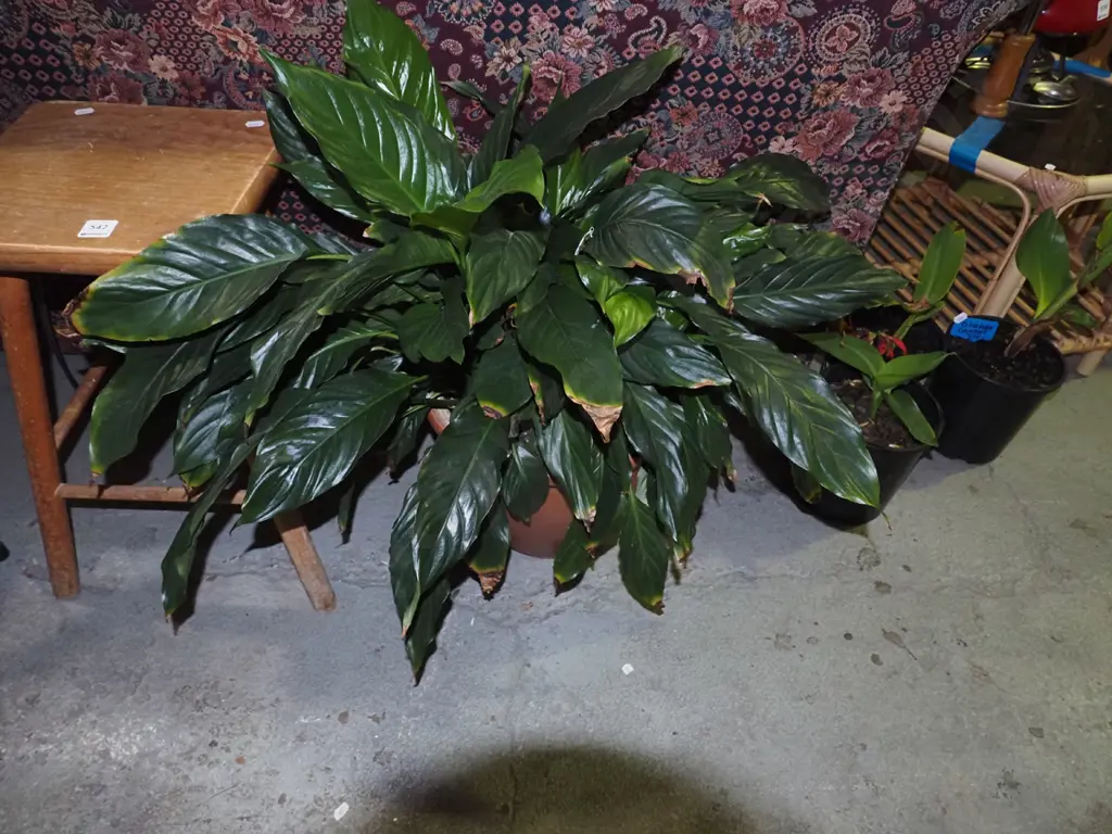 peace lily in terracotta planter Image 1++