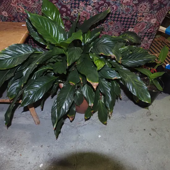 peace lily in terracotta planter