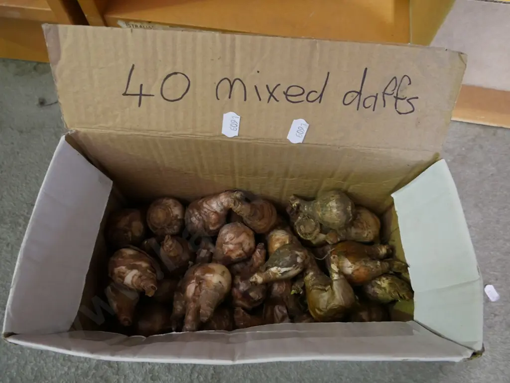 box of 40 mixed daffodil bulbs Image 1++