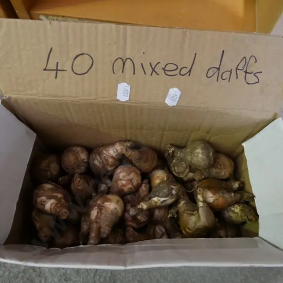 box of 40 mixed daffodil bulbs