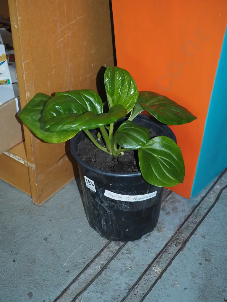 potted Chatham Island forget me not Image 1++