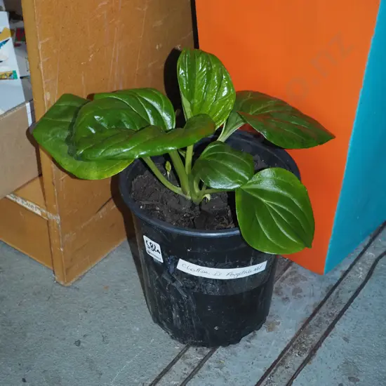 potted Chatham Island forget me not