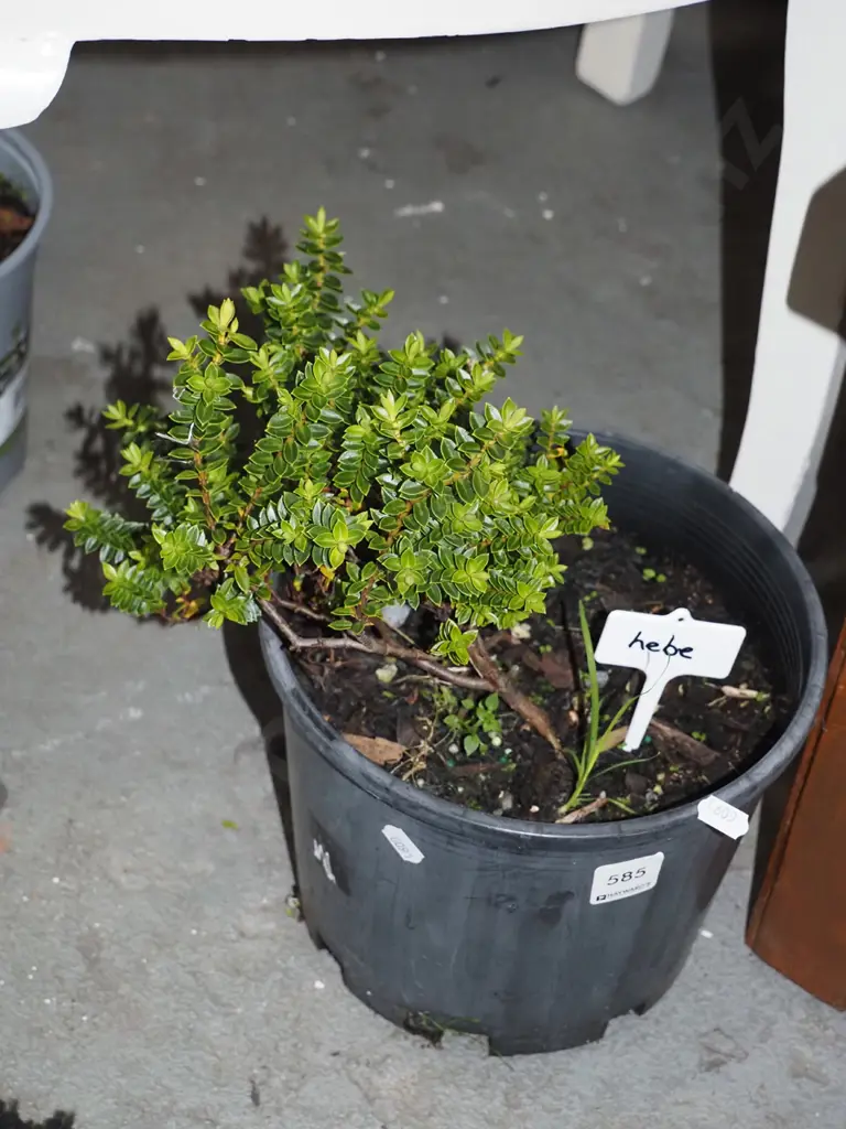 small potted hebe Image 1++