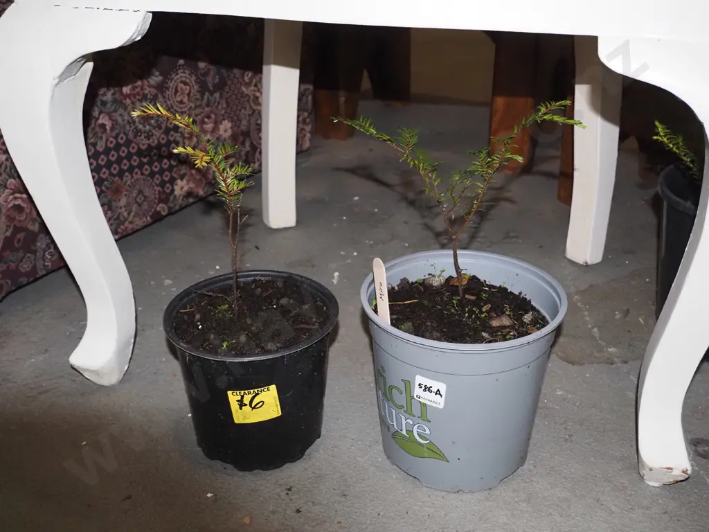 2x potted miro Image 1++