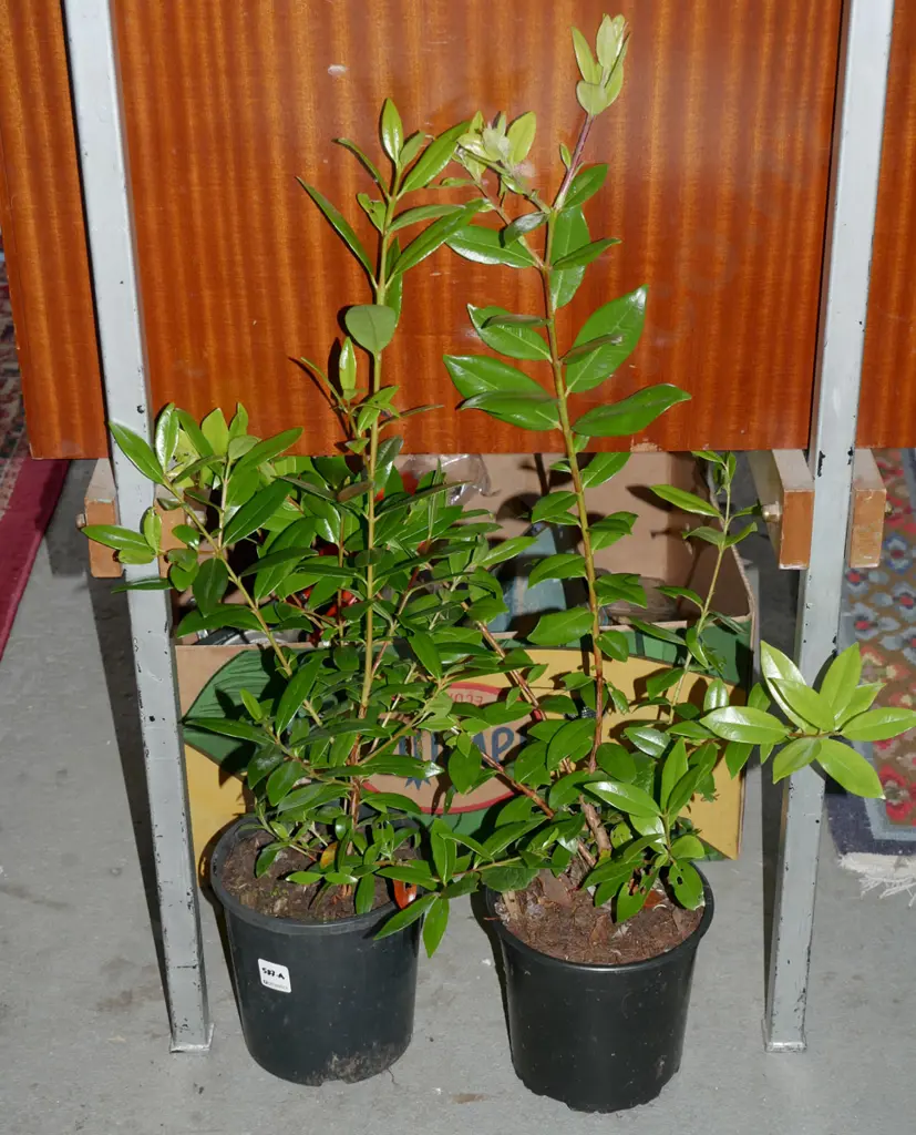 2x potted pohutukawa Image 1++
