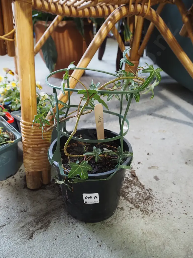 potted ivy Image 1++