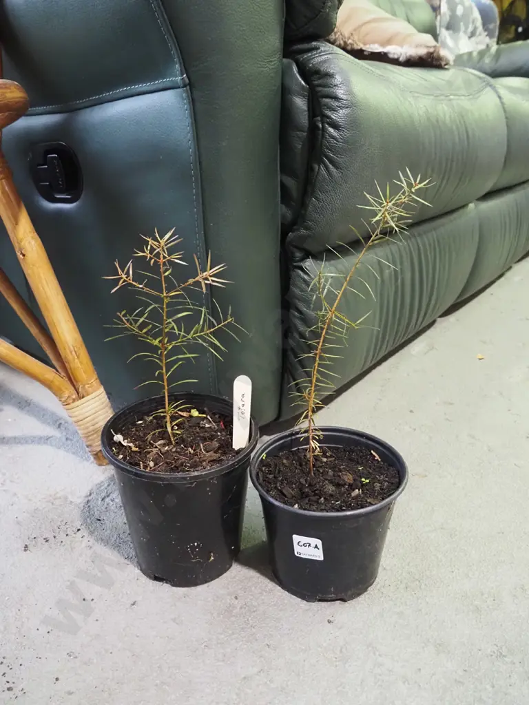 2x potted totara Image 1++