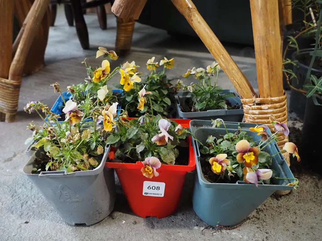6x potted pansies Image 1++