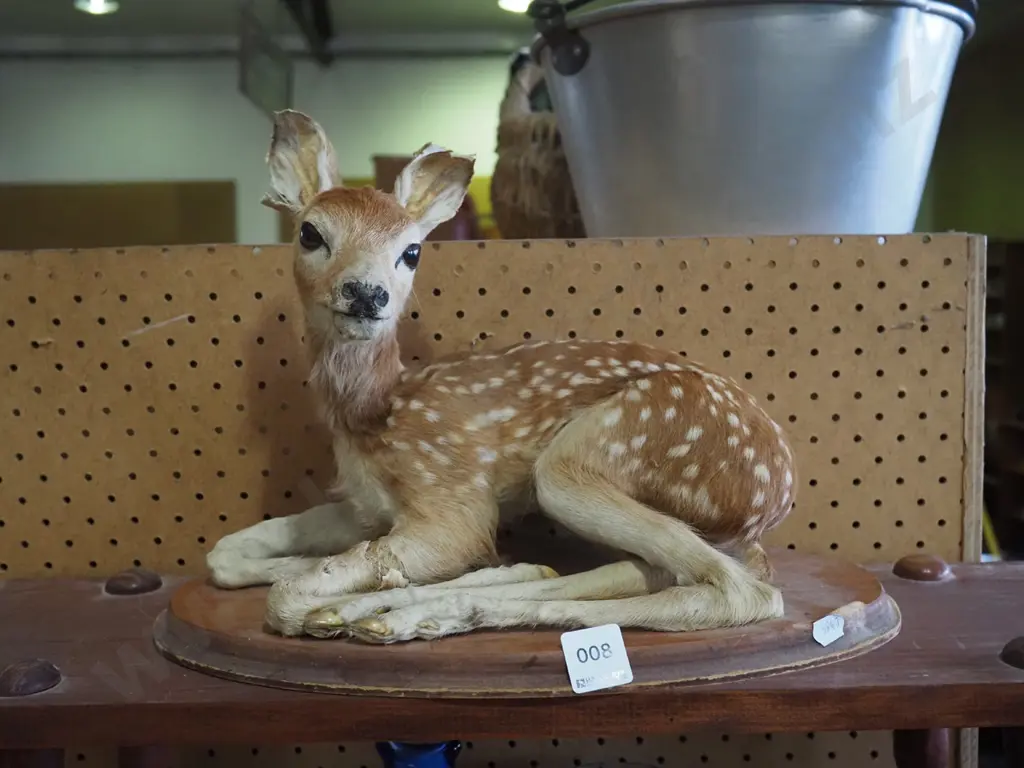 taxidermy fawn H-220 Image 1++