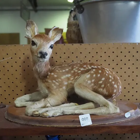 taxidermy fawn H-220