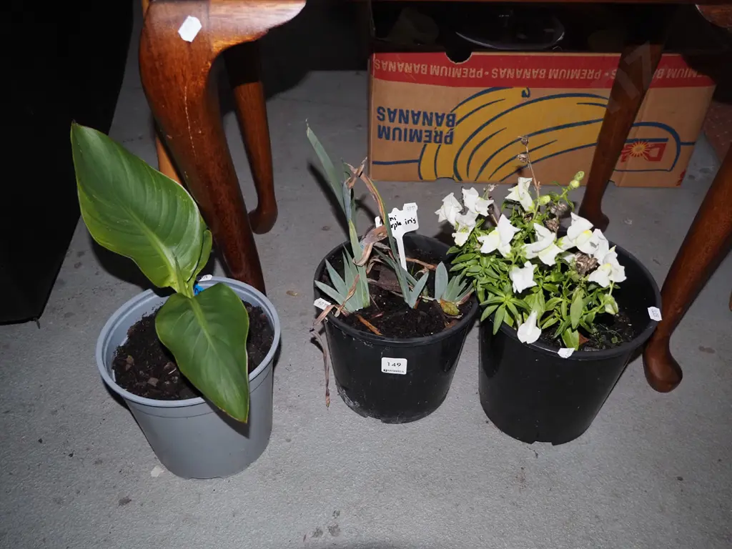 potted canna lily, irises and anthirinum Image 1++