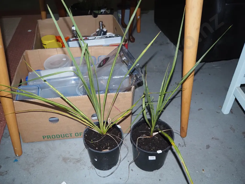 2 potted cabbage trees Image 1++