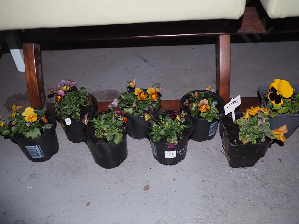 8 potted pansies Image 1++