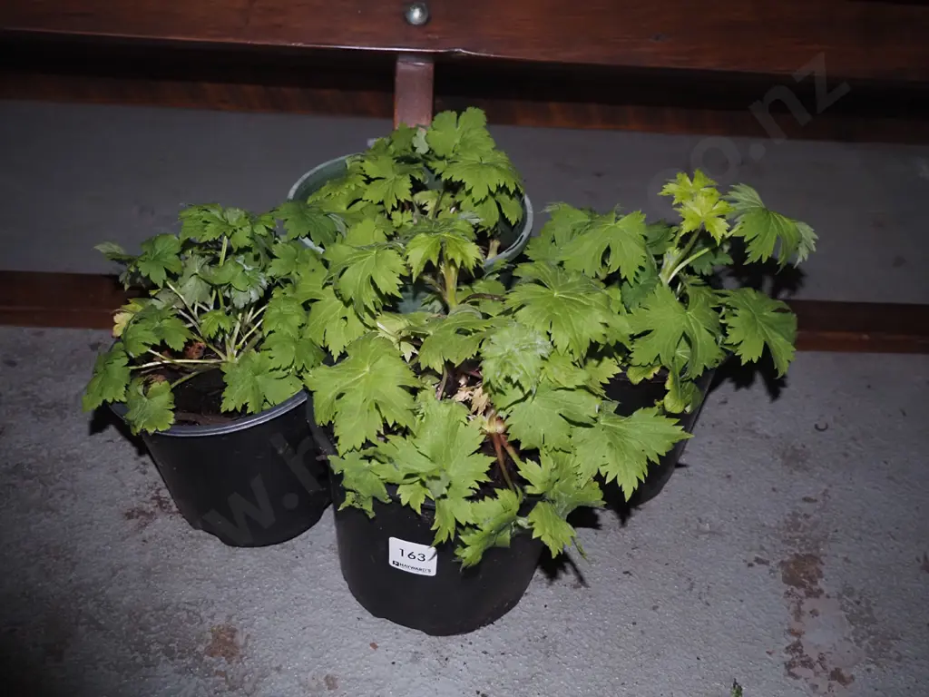4 potted delphiniums Image 1++